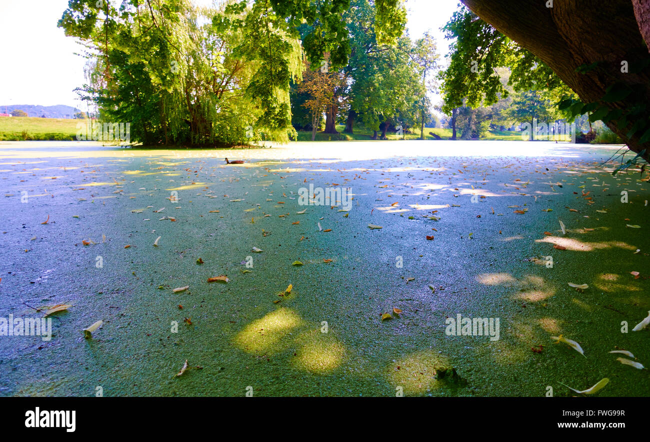 Pond weed hi-res stock photography and images - Alamy