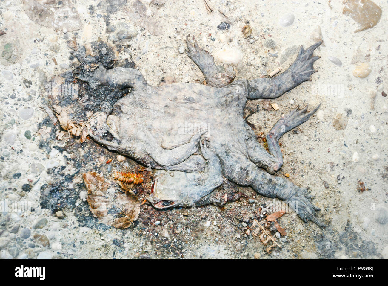 A directly above view of a squashed carrion of a frog on the sandy path. Stock Photo