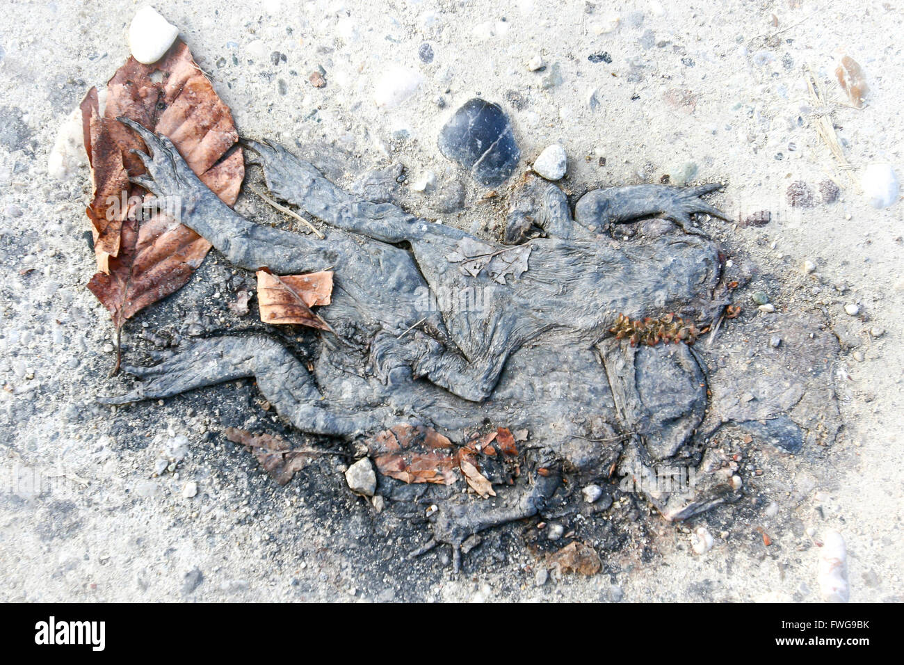 A directly above view of two squashed frog carrions on the sandy path. Stock Photo