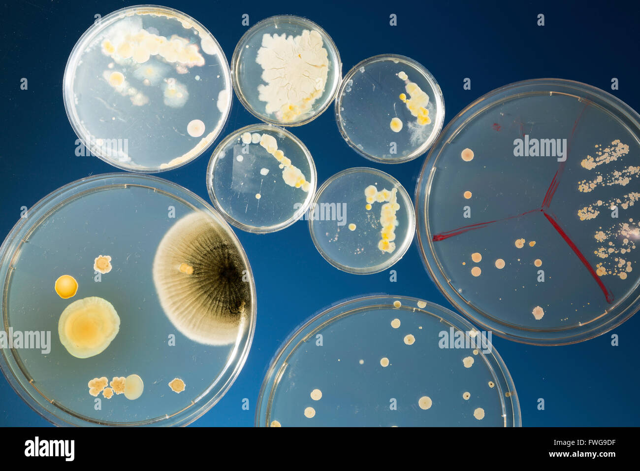 размножение клеток на питательных средах. размножение клеток на питательных средах. рост и размножение микроорганизмов на питательных средах. колония это микробиология. ппс микробиология.