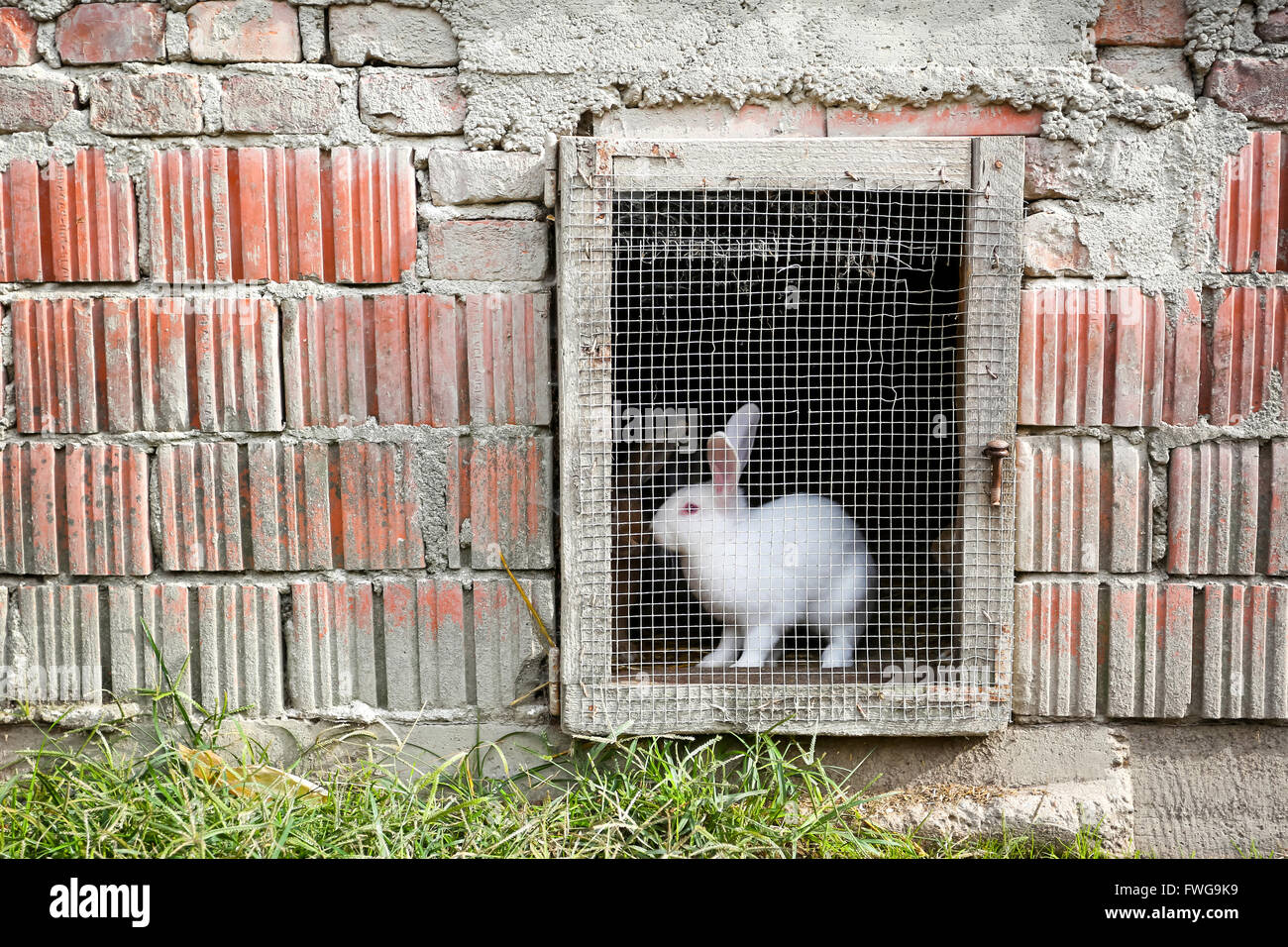 A white rabbit in a farm cage in the countryside. Stock Photo