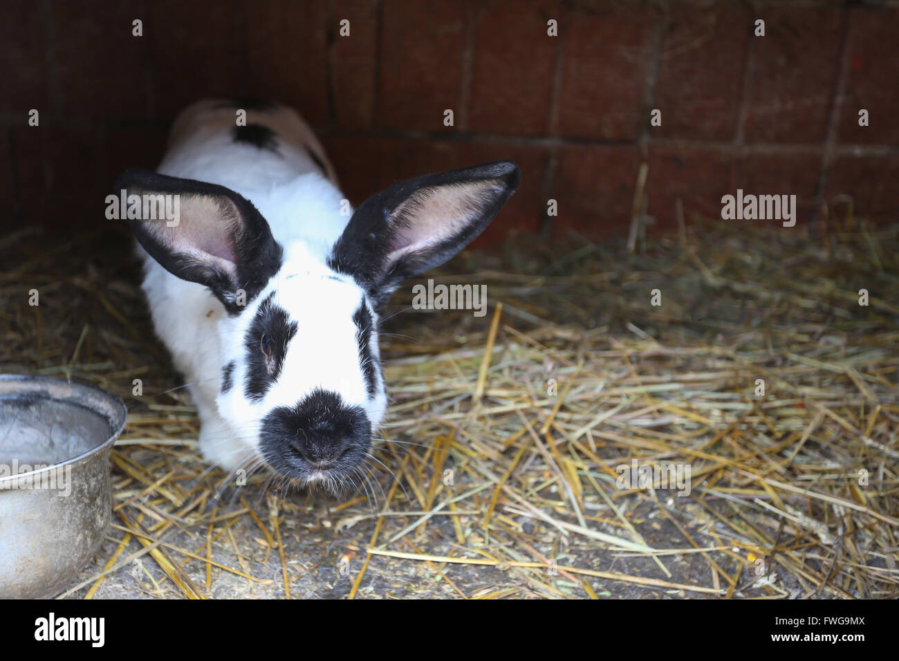A rabbit in the cage standing on the hay Stock Photo Alamy