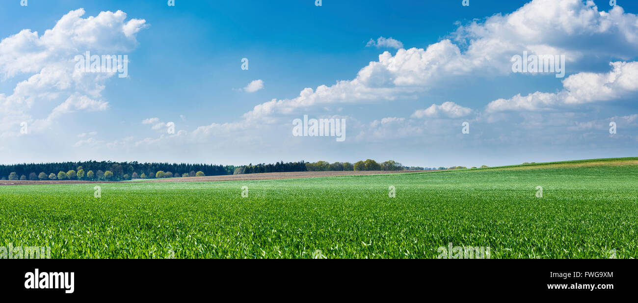 Green grass and blue sky Stock Photo - Alamy