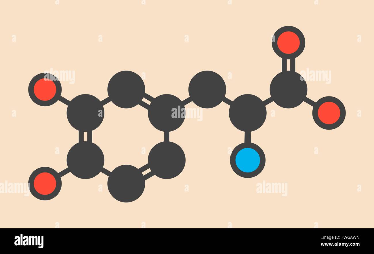 L-DOPA (levodopa) Parkinson's disease drug molecule Stylized skeletal formula (chemical structure) Atoms are shown as Stock Photo