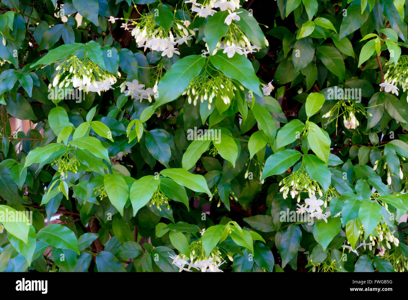 Natural background : Wrightia religiosa Benth small white flowers are very fragrant Stock Photo