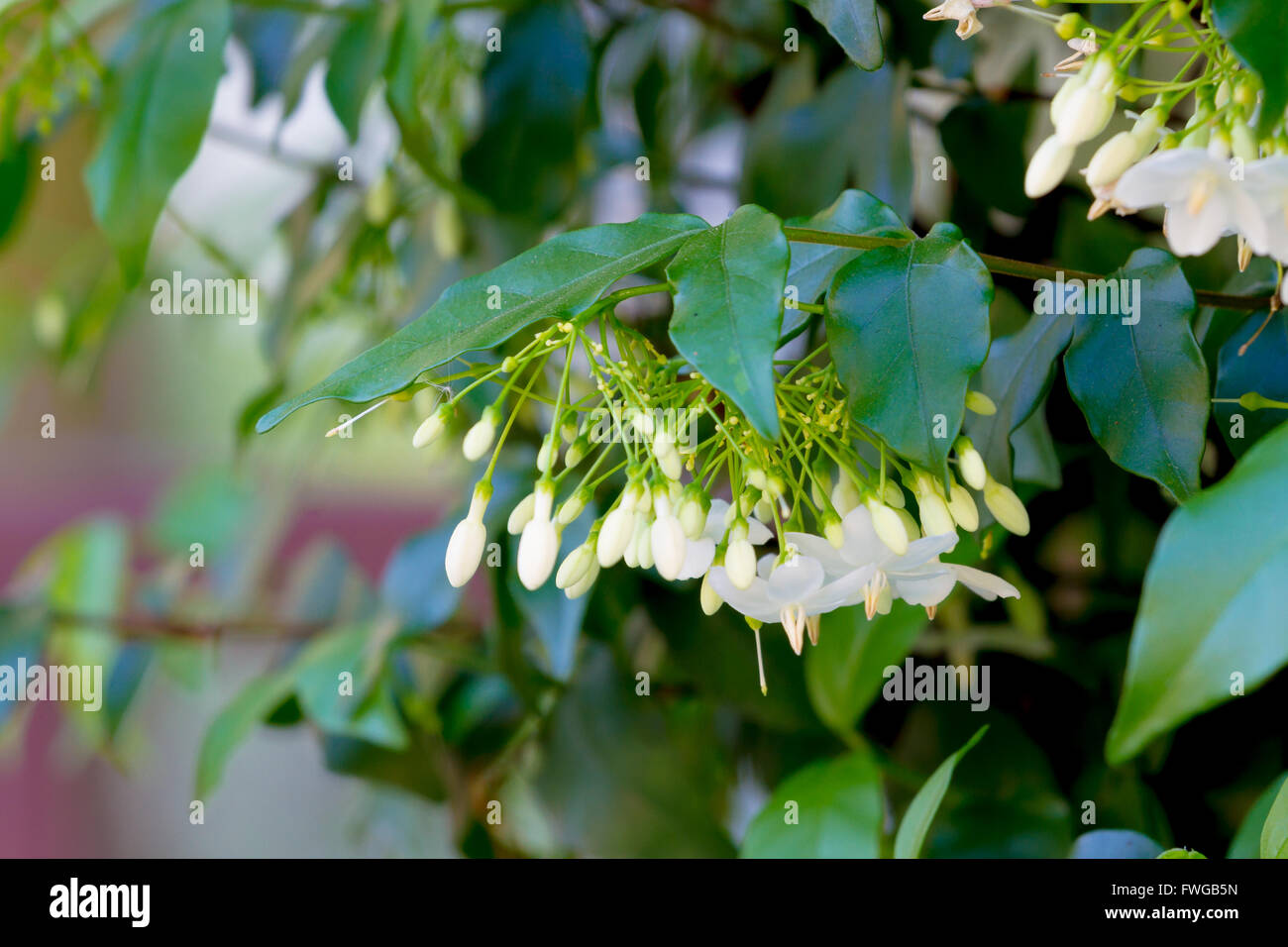 natural background : Wrightia religiosa Benth small white flowers are very fragrant Stock Photo