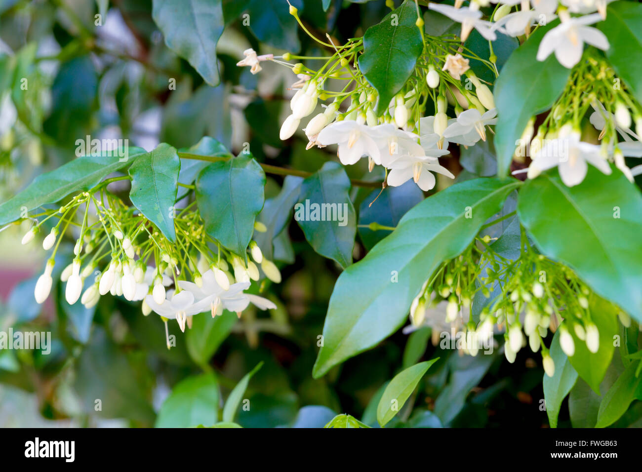 natural background : Wrightia religiosa Benth small white flowers are very fragrant Stock Photo