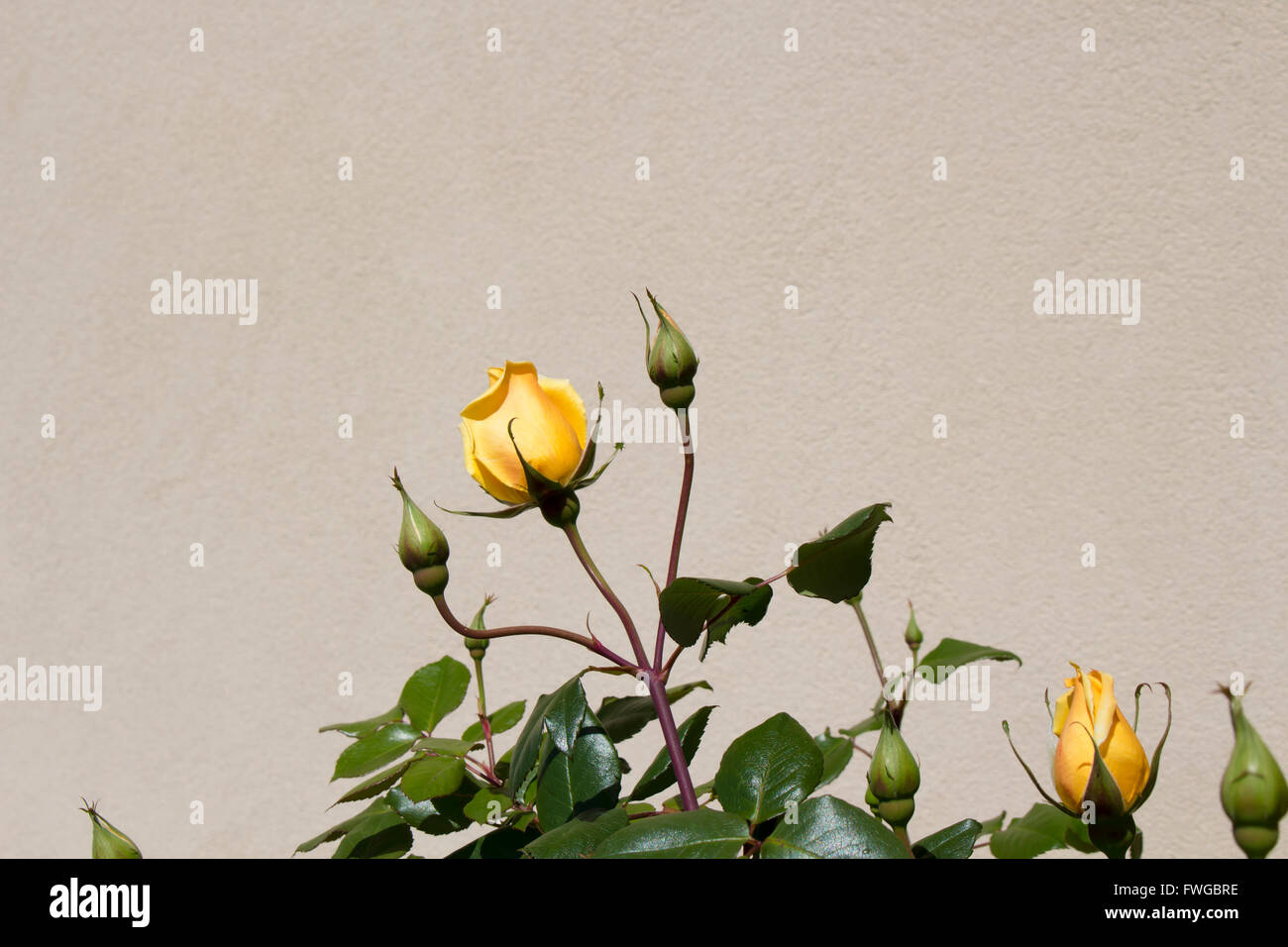 Hybrid Tea Roses Stock Photos Hybrid Tea Roses Stock Images Alamy