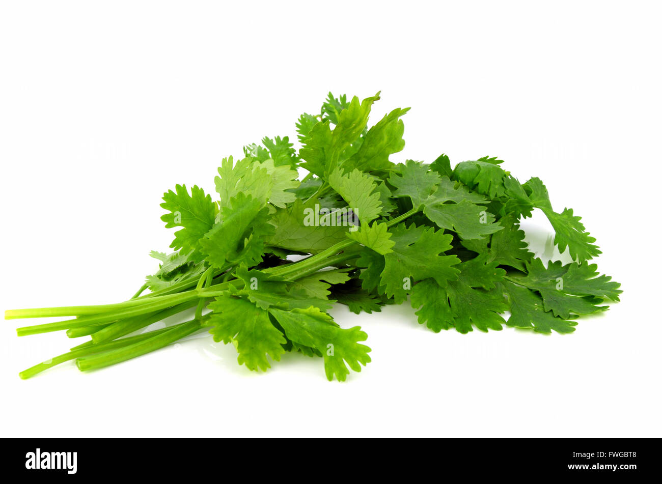 Coriander Leaves Stock Photos & Coriander Leaves Stock Images Alamy