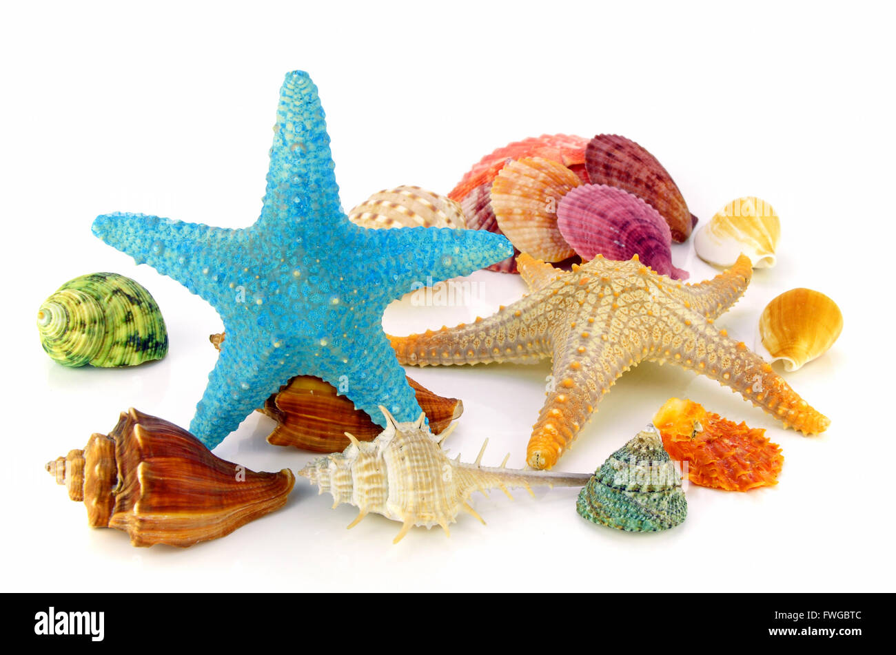 Seashell and starfish isolated on white background. The Seashell