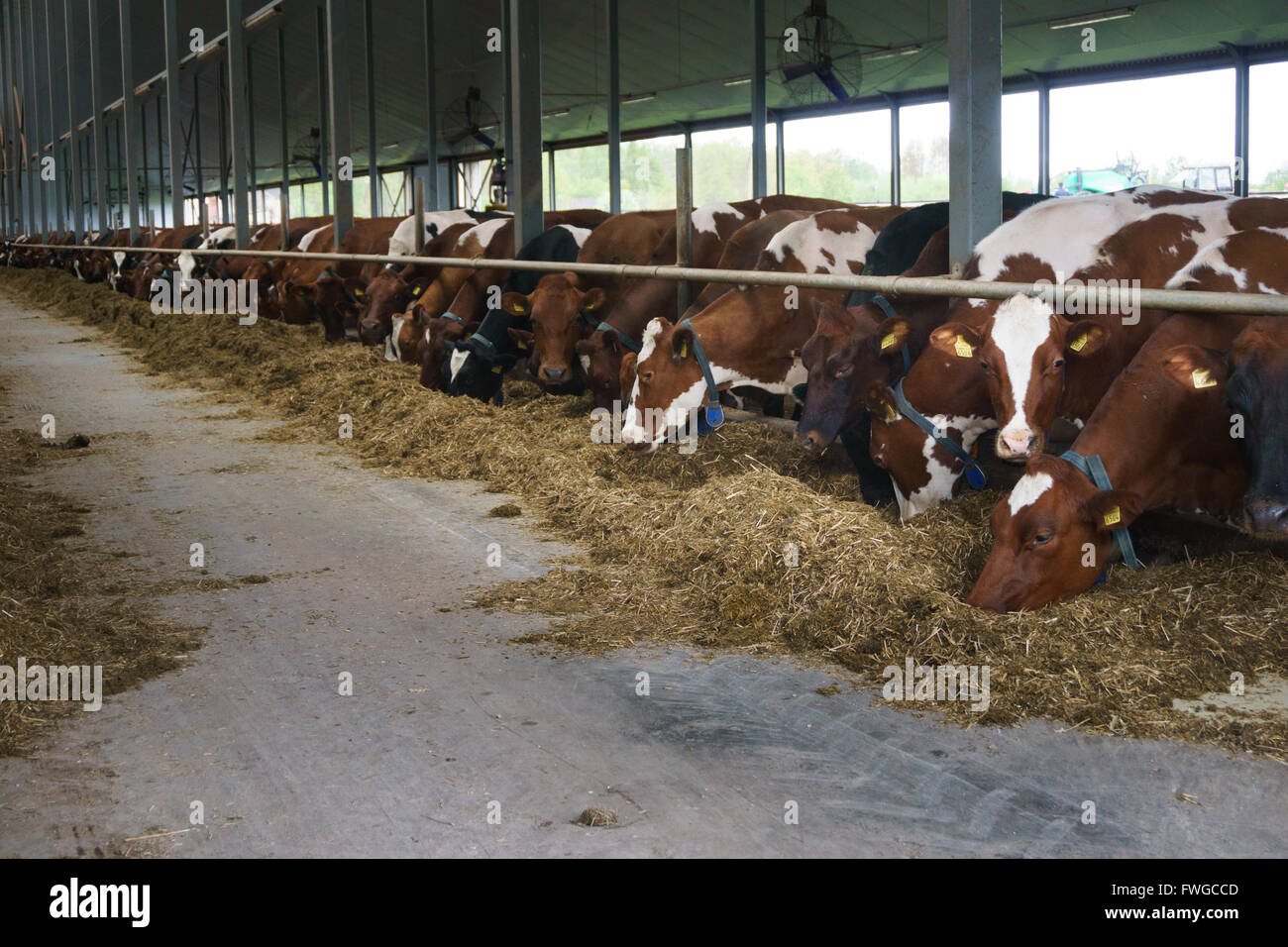 Row of cows feeding in farm Stock Photo