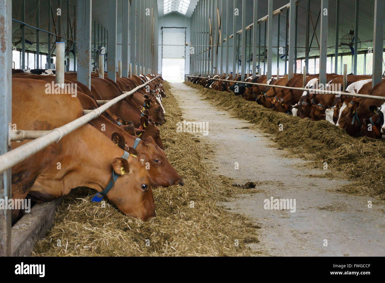 Row of cows feeding in farm Stock Photo