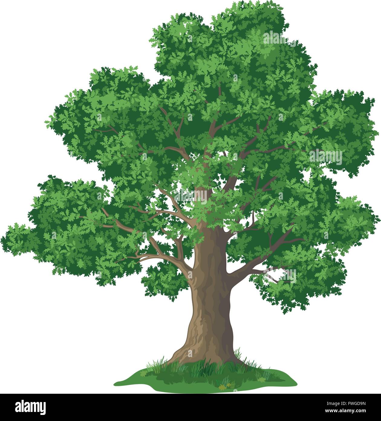 Oak tree and green grass Stock Vector