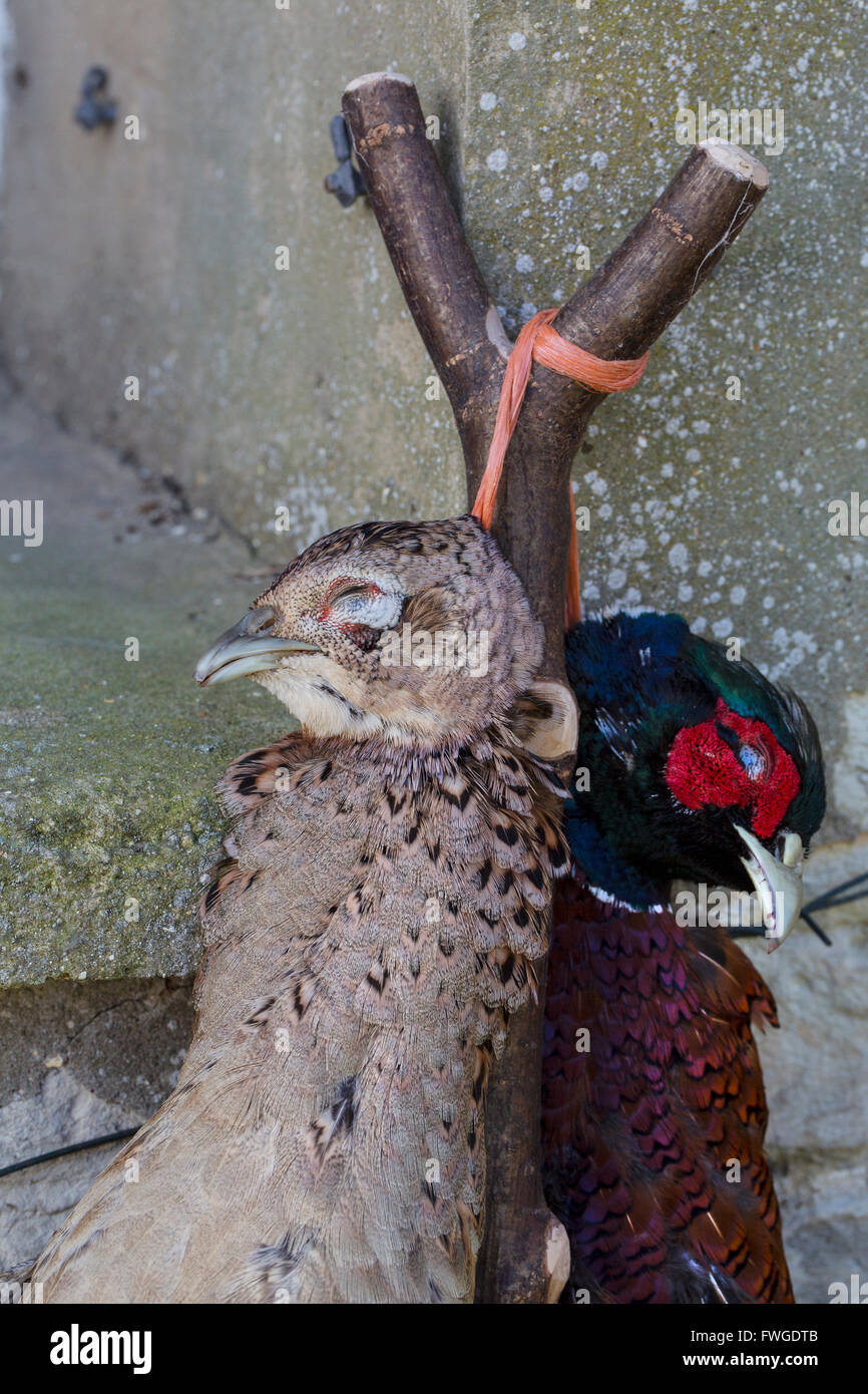Two pheasants, a brace of game birds with feathers, hung by the neck from a thumbstick. Stock Photo