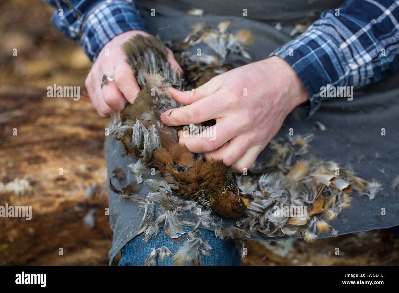 A man sitting plucking feathers from a game bird carcass. Stock Photo