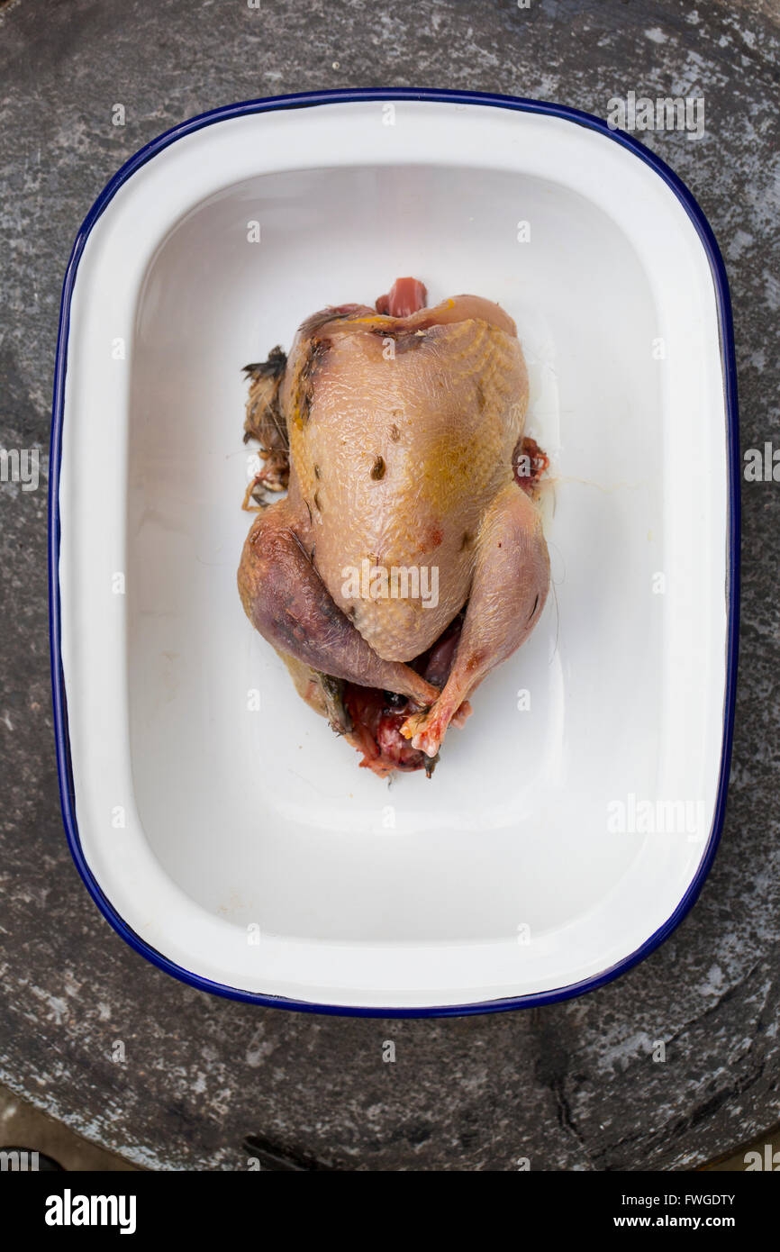 A small plucked game bird in a tin, ready for cooking. Stock Photo