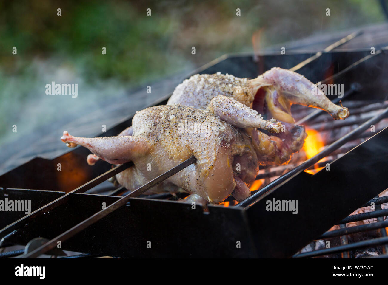 A spatchcocked game bird on skewers roasting on an open fire. Stock Photo