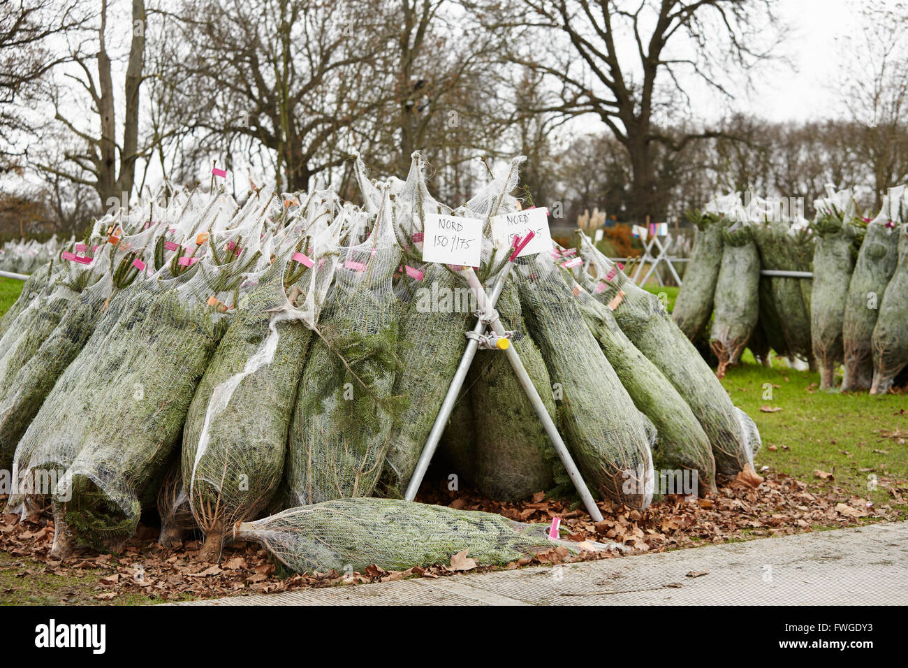 Netted Christmas trees, cut pine trees in rows Stock Photo Alamy