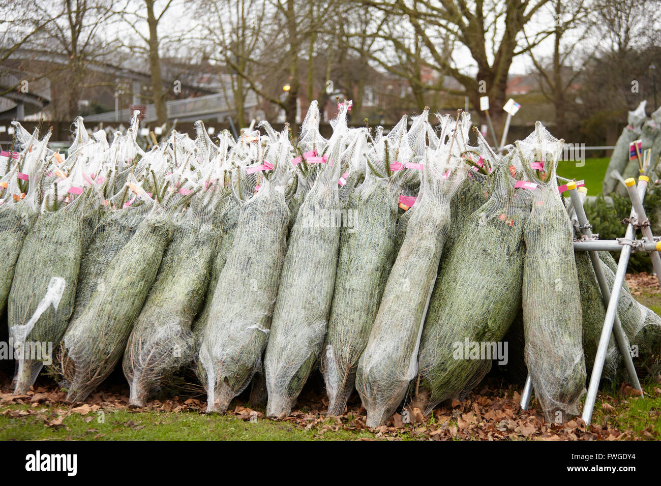 Netted Christmas trees, cut pine trees in rows Stock Photo Alamy