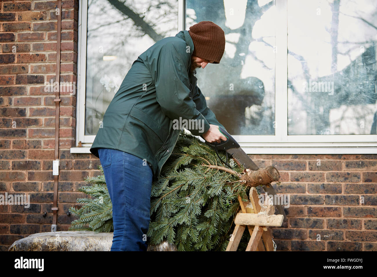 A man trimming the end off a traditional pine tree, Christmas tree