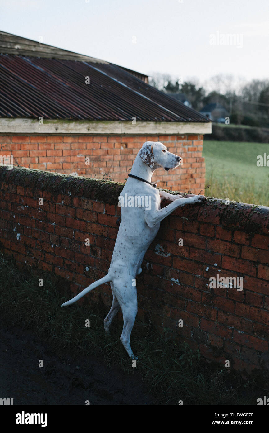A large dog standing on his back legs looking over a wall. Stock Photo