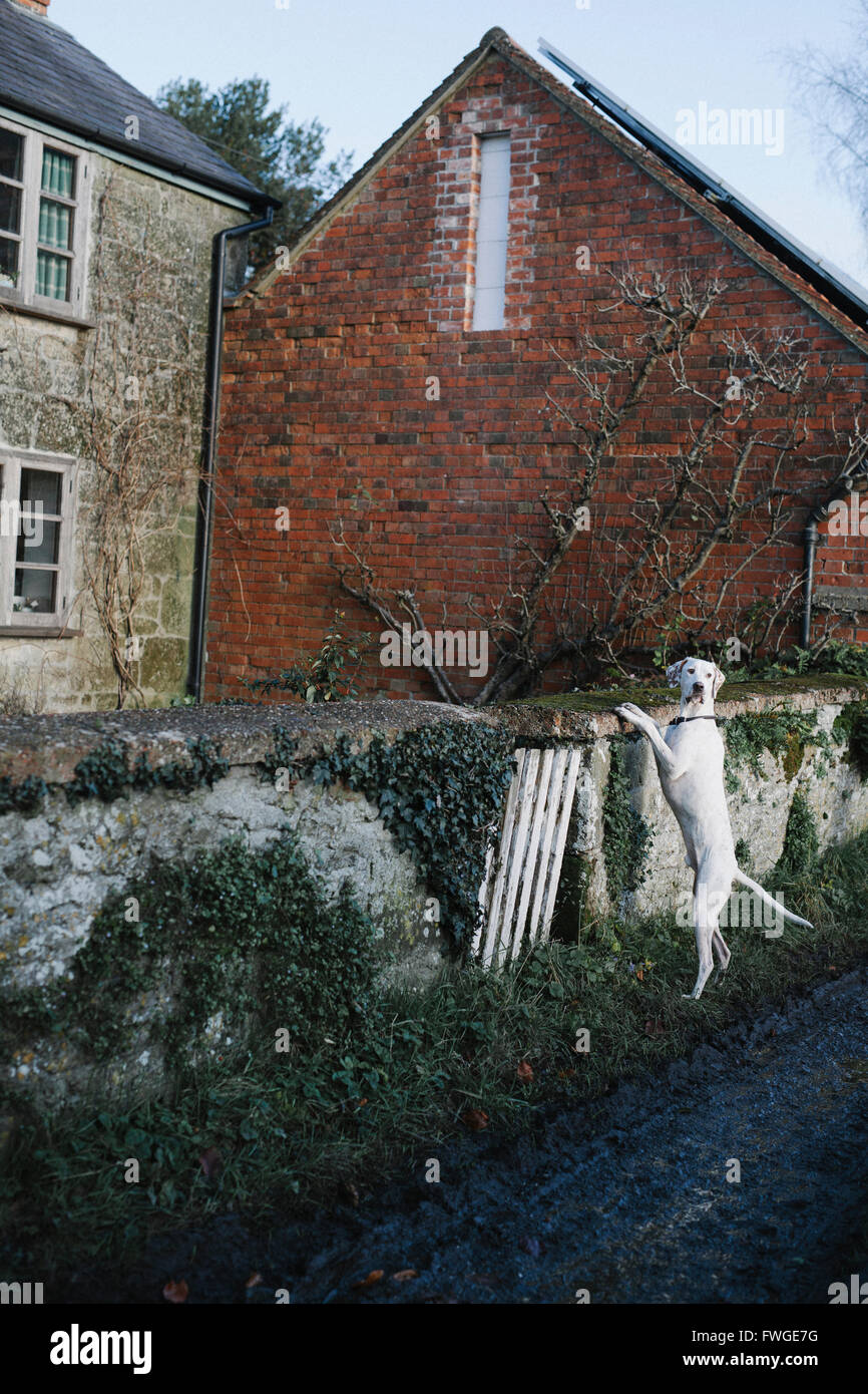 A large dog standing on his back legs looking over a wall. Stock Photo