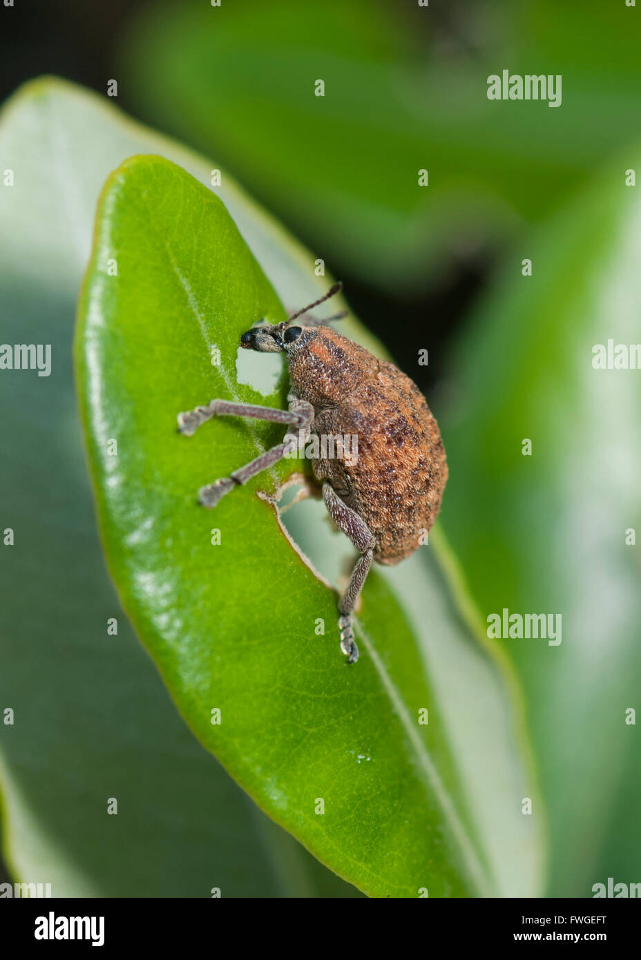 Native Weevil (Catasarcus sp.), Western Australia, Australia Stock Photo