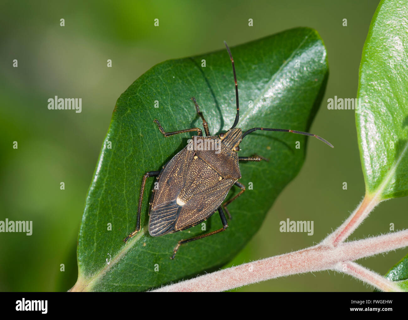 Eucalyptus Shield Bug (Poecilometis sp., Pentatomidae), Western Australia, WA, Australia Stock