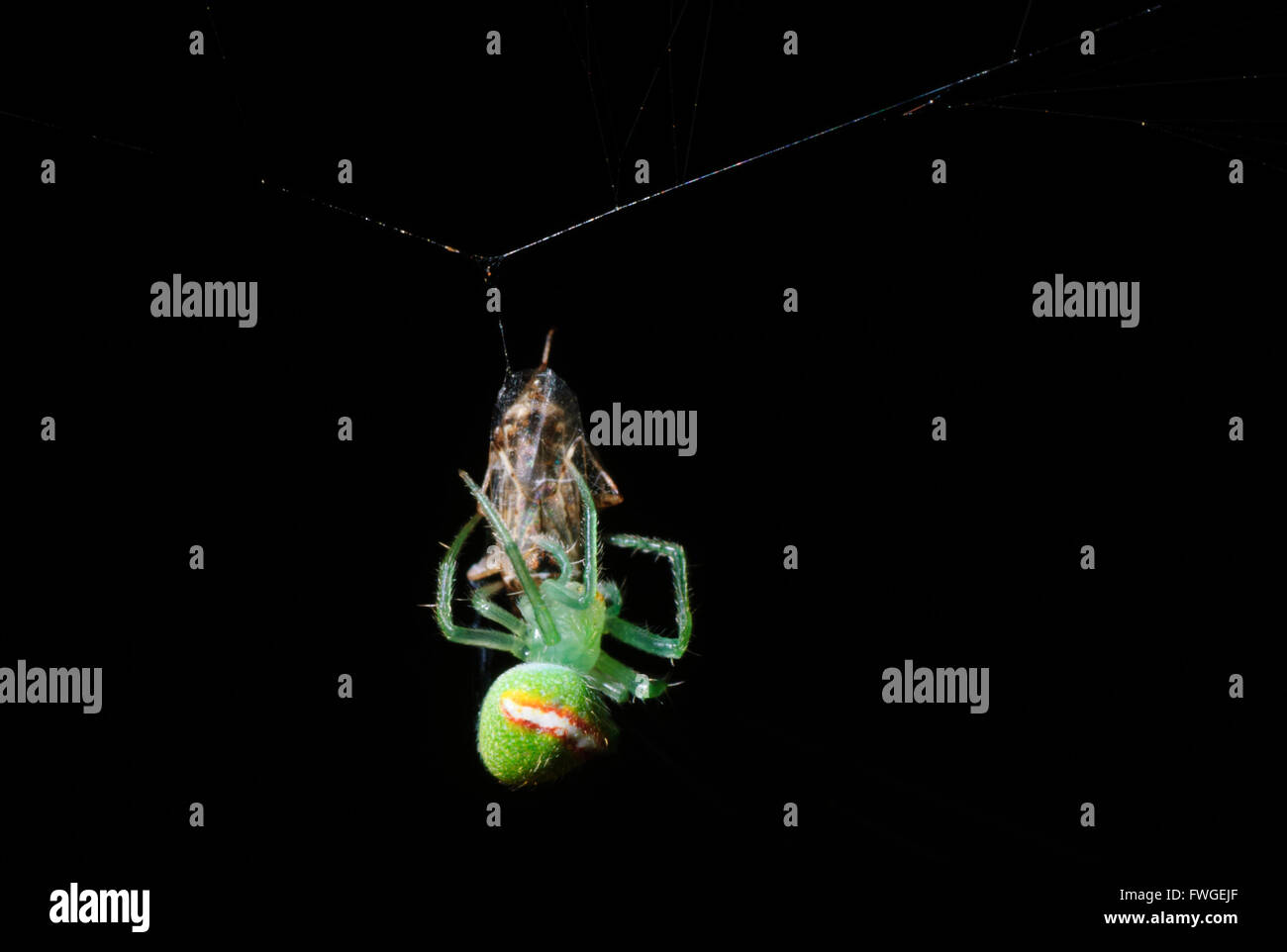 Wheel Weaving Spider (Eriophora circulissparsus) with Prey, Western Australia, Australia Stock Photo