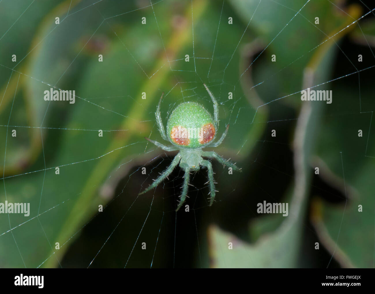 Wheel Weaving Spider (Eriophora circulissparsus), Western Australia, Australia Stock Photo