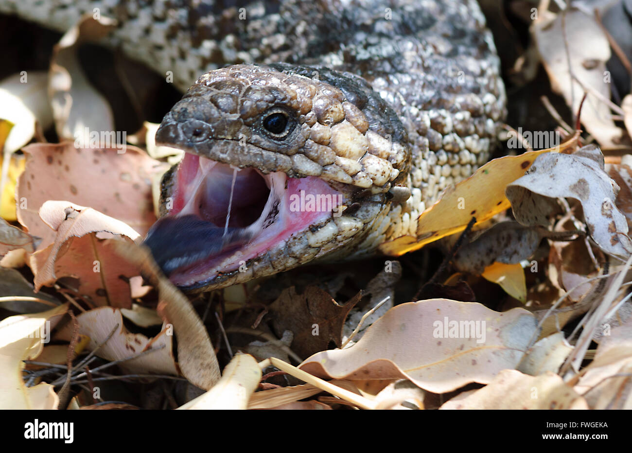 Blue Tongue Skink or Blue Tongue Lizard (Tiliqua scincoides), Western Australia, Australia Stock Photo