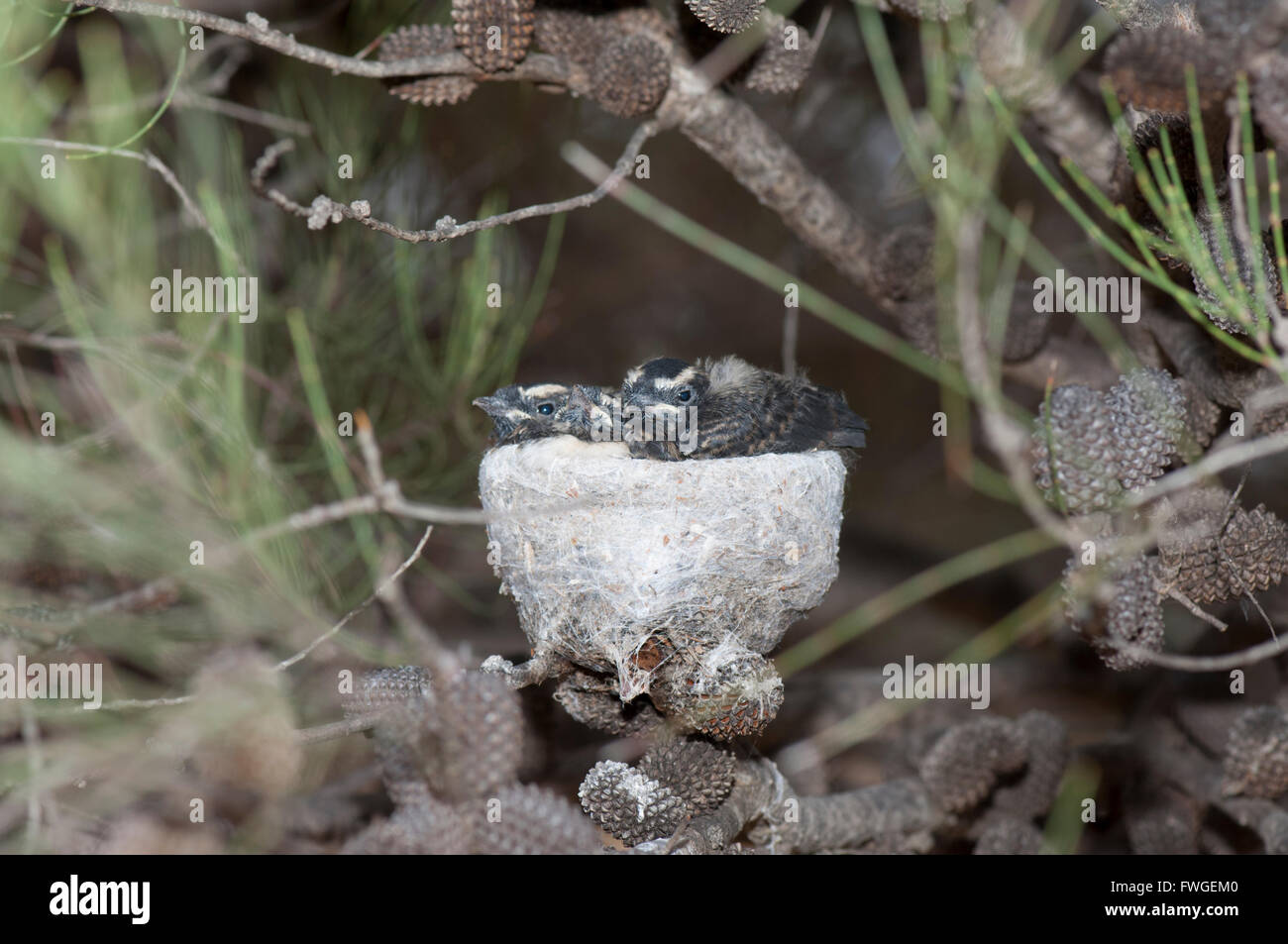 Baby Willie Wagtails at Nest (Rhipidura leucophrys), Western Australia, WA, Australia Stock Photo
