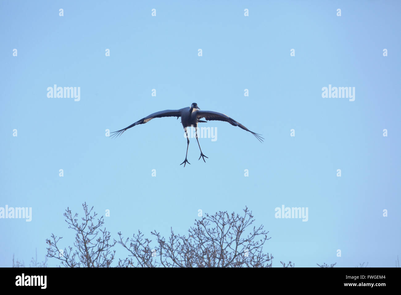 Common or Eurasian Crane (Grus grus). Approaching a landing area. About to alight. Stock Photo