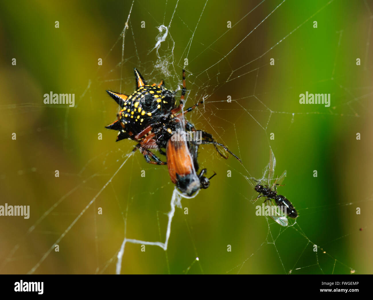 Australian Jewel Spider (Austracantha minax), Western Australia, Australia Stock Photo