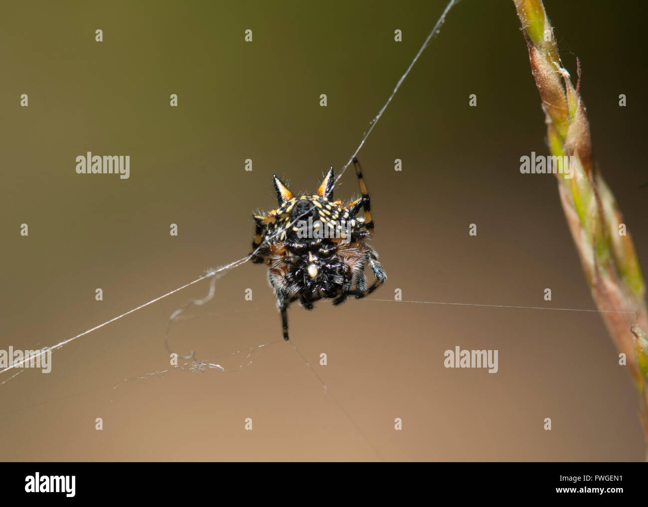 Underside of an Australian Jewel Spider (Austracantha minax), Western Australia, Australia Stock Photo