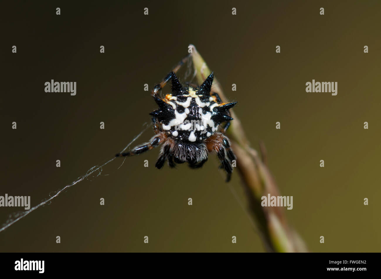 Australian Jewel Spider (Austracantha minax), Western Australia, Australia Stock Photo