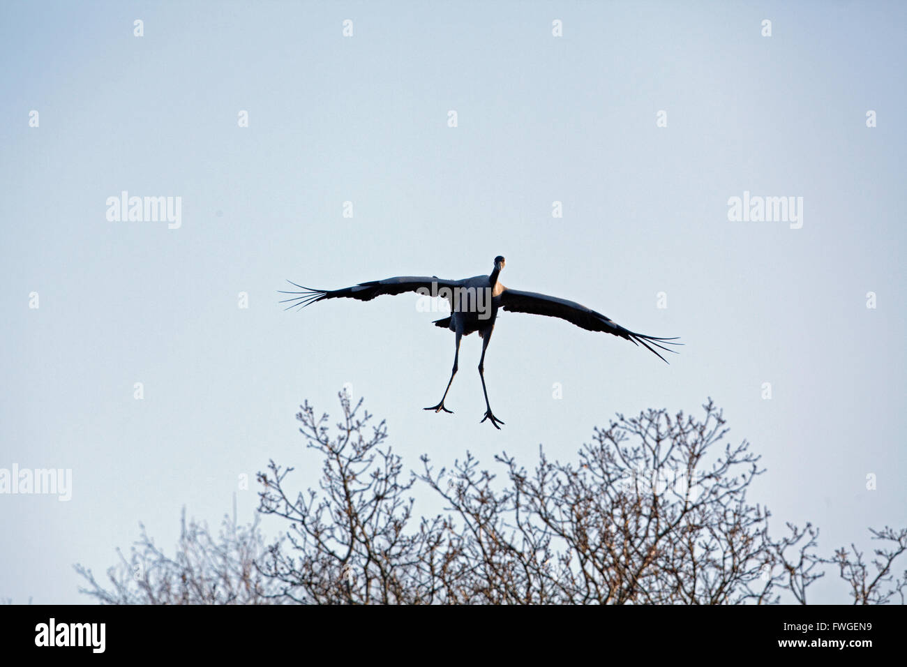 Common or Eurasian Crane (Grus grus). Approaching a landing area. Stock Photo