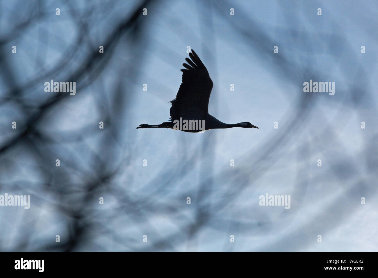 Common or Eurasian Crane (Grus grus). Sustained flight, taken through branches as bird flies over carr woodland. Stock Photo