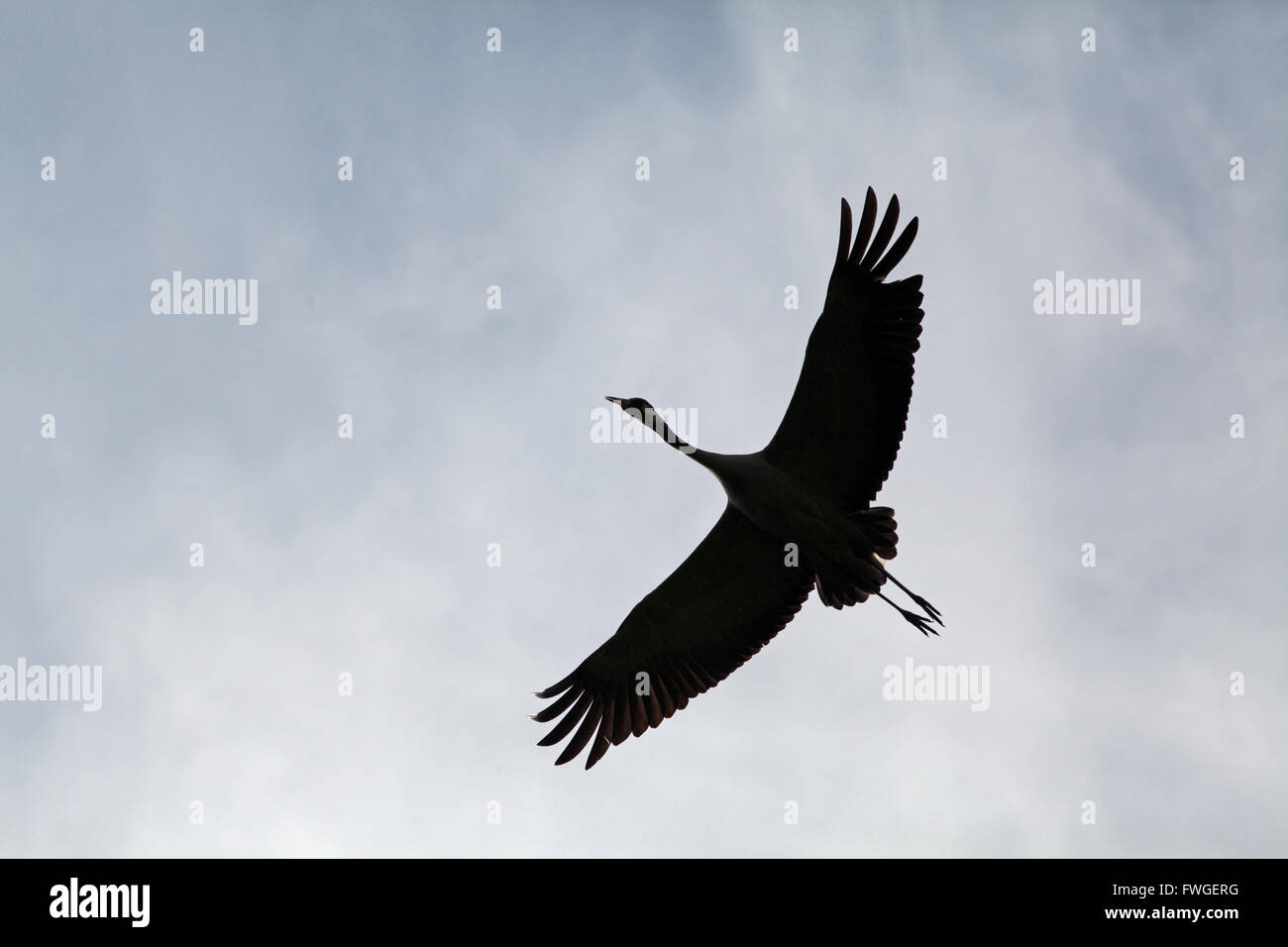 Common or Eurasian Crane (Grus grus). Sustained flight, as bird flies over woodland alongside Calthorpe Broad. Norfolk. Stock Photo