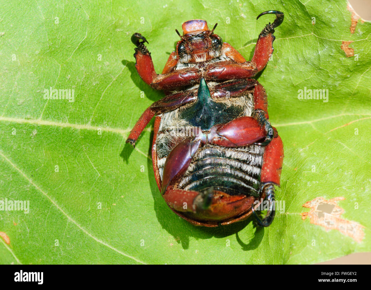Christmas beetle australia hires stock photography and images Alamy