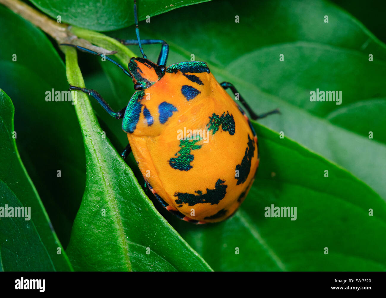 Hibiscus harlequin bugs hi-res stock photography and images - Alamy