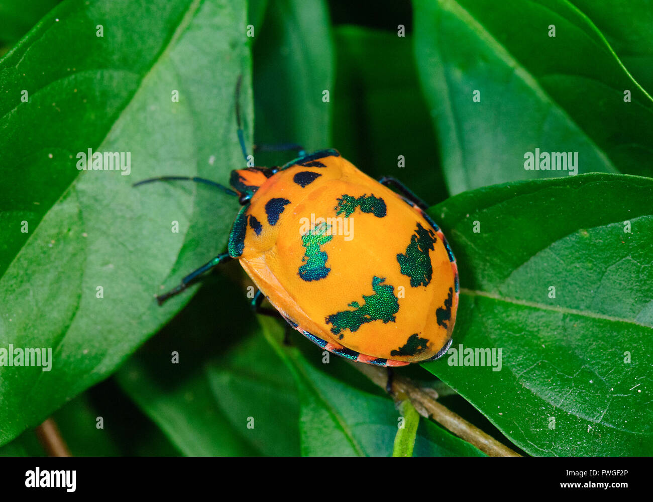 Hibiscus harlequin bugs hires stock photography and images Alamy