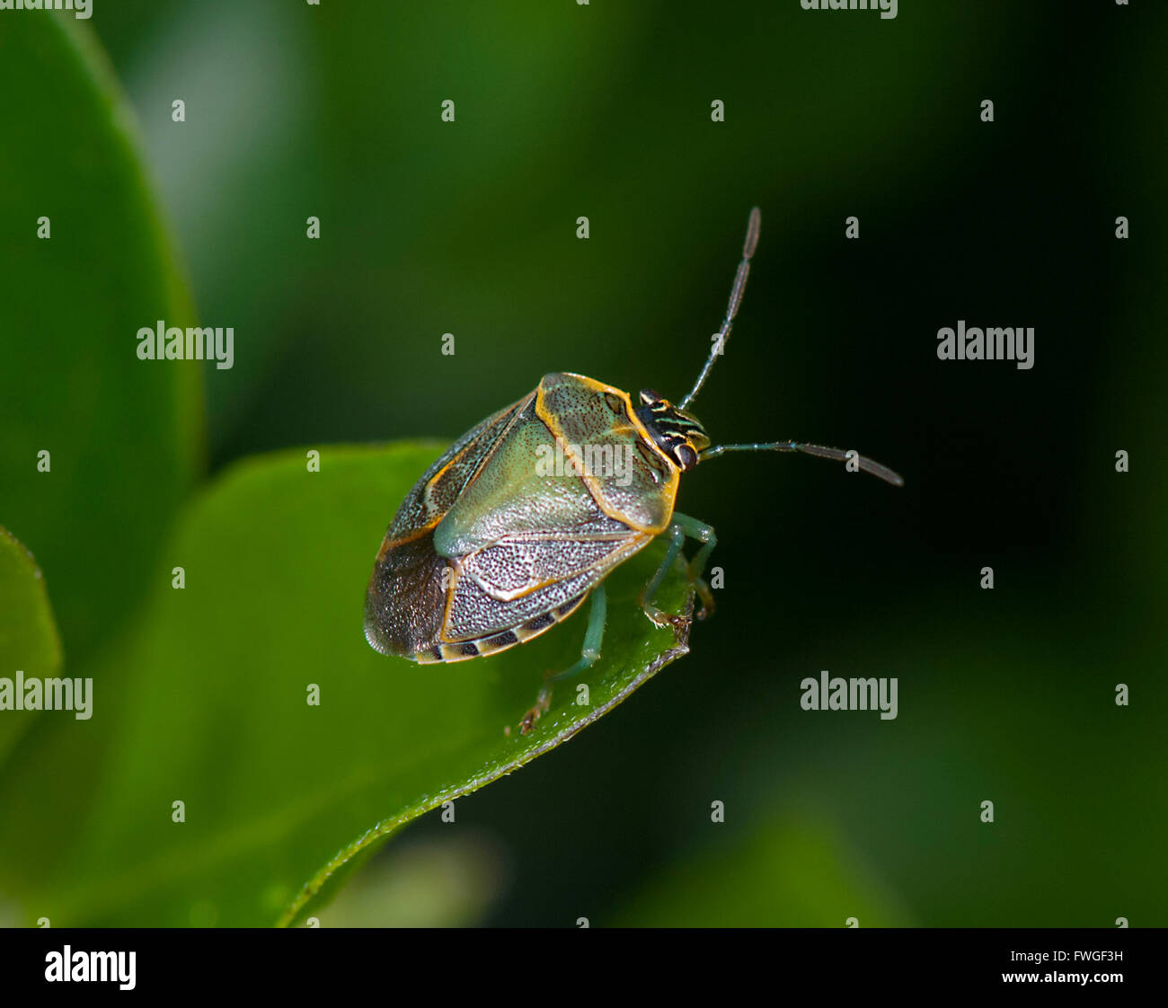 Teal Green Grid Stink Bug (Antestiopsis sp.), New South Wales, Australia Stock Photo