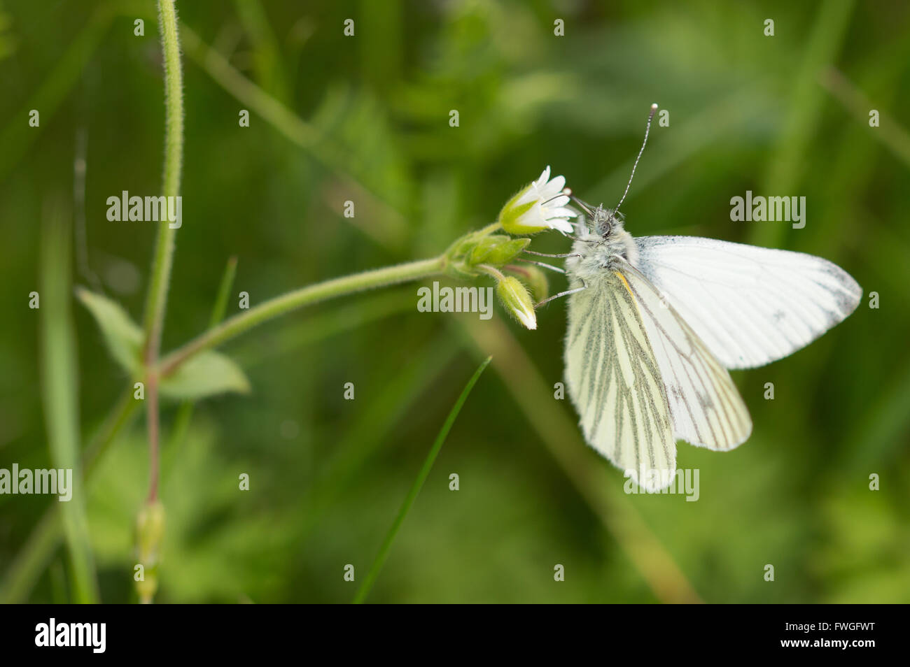 A Green-veined White (Pieris napi) butterfly on Common Mouse-ear (Cerastium fontanum) flowers. Stock Photo