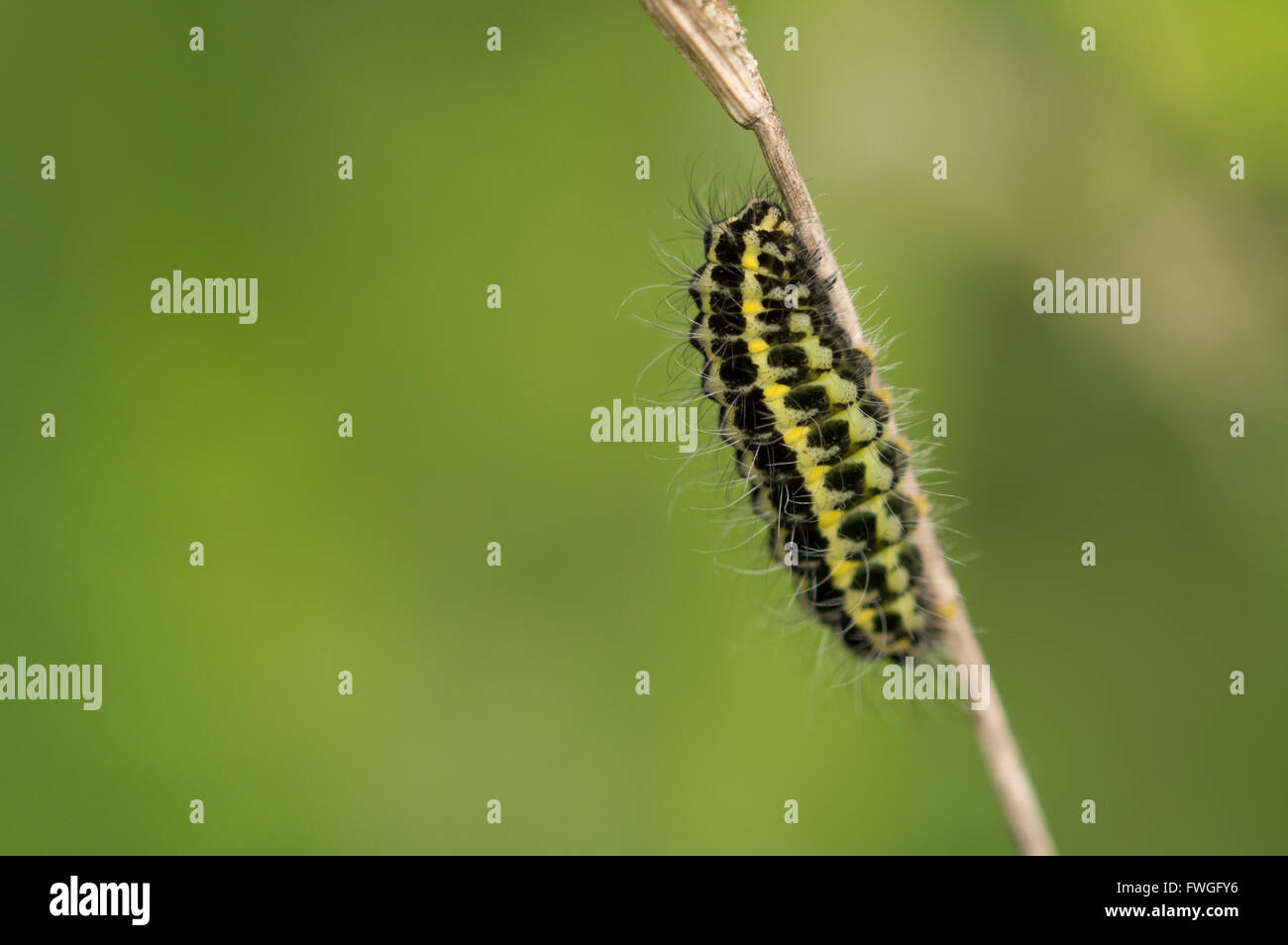 A Narrow-bordered five-spot Burnet moth (Zygaena lonicerae) caterpillar on a dry grass stem. Stock Photo