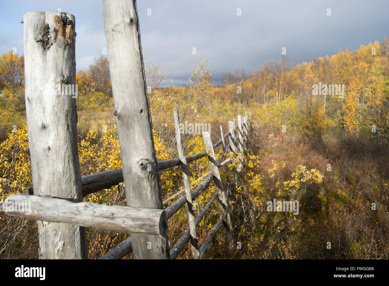 Reindeer fence in autumn in Finnish Lapland Stock Photo