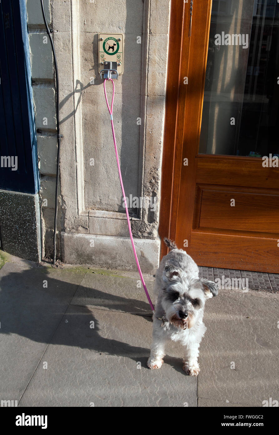 Dog parking station, Wells, Somerset Stock Photo