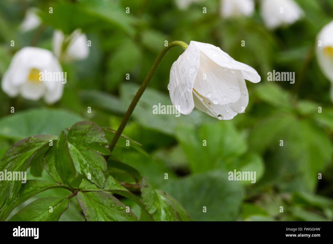 Wood Anemones (Anemone Nemorosa) in the rain, the flowers are closed. Stock Photo