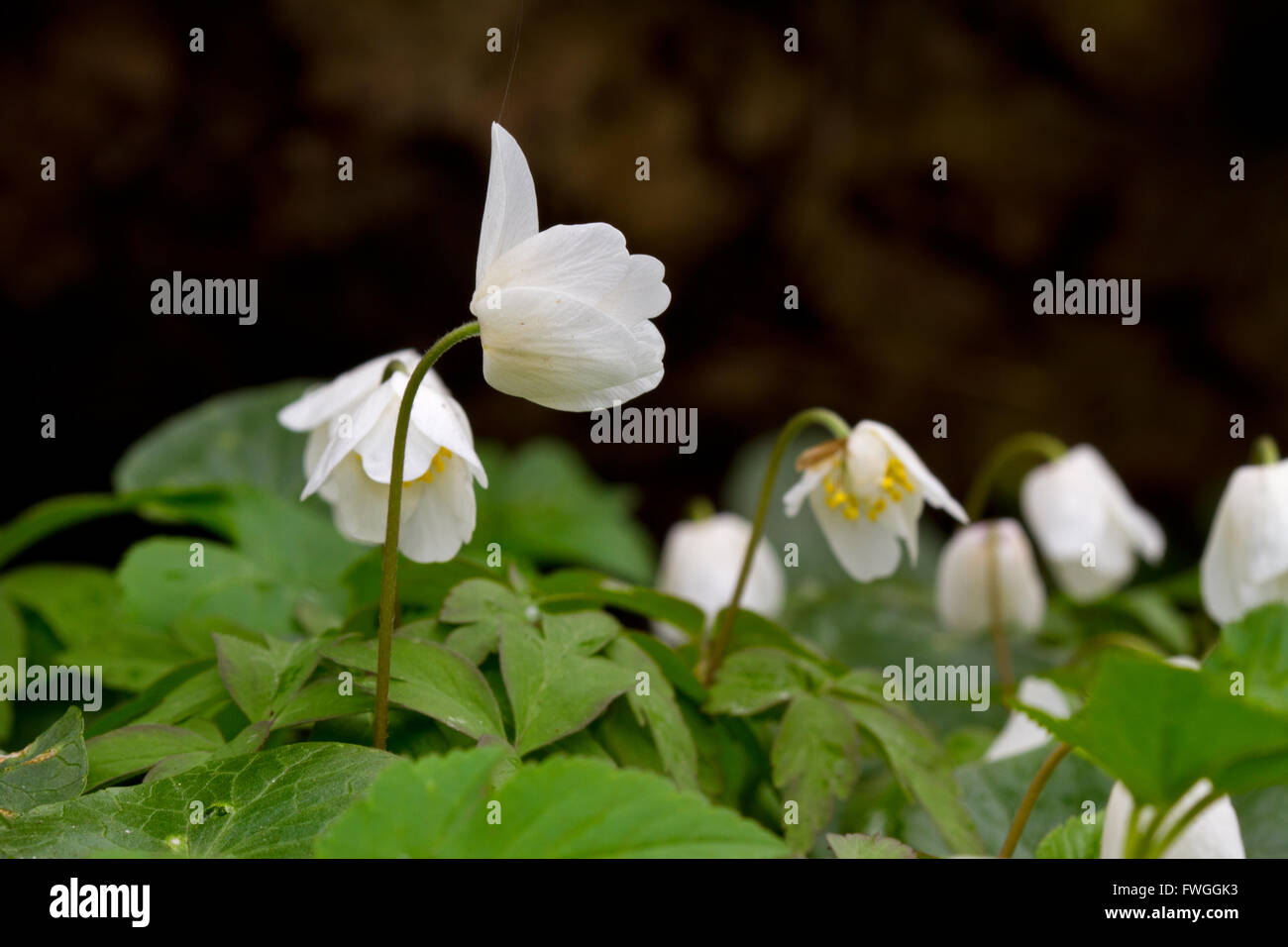 Wood Anemones (Anemone Nemorosa) in the rain, the flowers are closed. One flower is looking just like a fist with a thumb up. Stock Photo