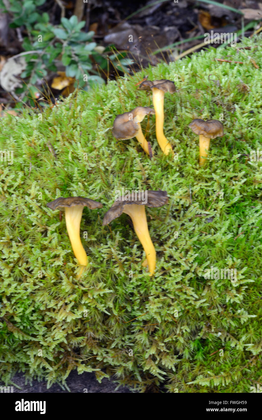 Funnel Chanterelle Mushroms or Fungus Craterellus tubaeformis Growing on Moss-Covered Forest Floor Stock Photo
